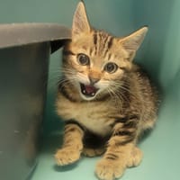 NICKERS, chat à adopter
