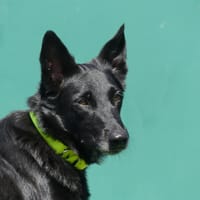 TRINITY, chienne à adopter