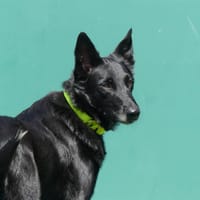 TRINITY, chienne à adopter