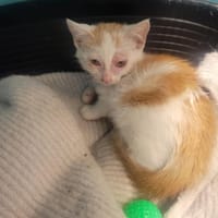 LUPIN, chatte à adopter