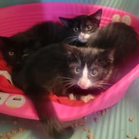 LUDION, chatte à adopter