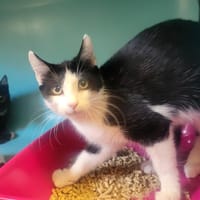 LUNO, chat à adopter