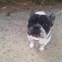 OREO, chien à adopter