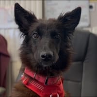 KOGAWA, chienne à adopter