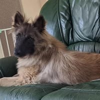 ASLAN (Kiouk), chien à adopter