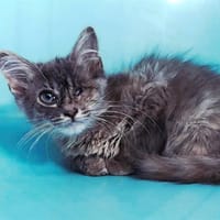 zarah, chatte à adopter