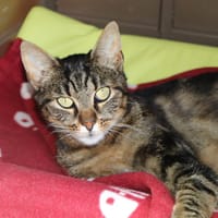 Maurice, chat à adopter