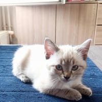 Hermès, chatte à adopter