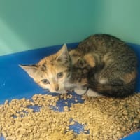 NOISETTE, chatte à adopter