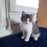 Ariane (réservée), chatte à adopter