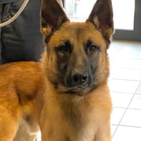 JUNIOR, chien à adopter