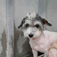 Bibine, chienne à adopter