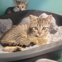 NOUCHKA, chatte à adopter