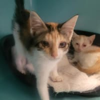 LITCHI, chatte à adopter