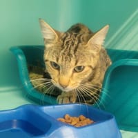 DIZZI, chatte à adopter