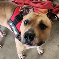 SCROW QCN, chien à adopter
