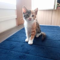 Eurydice, chatte à adopter