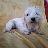 Prune, chienne à adopter