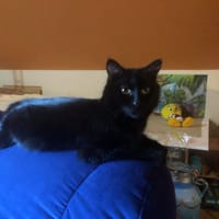 LORANA, chatte à adopter