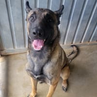 Roket, chien à adopter