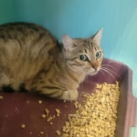 MAY, chatte à adopter