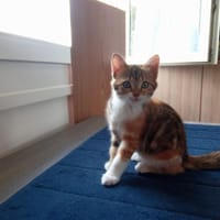 Athena, chatte à adopter