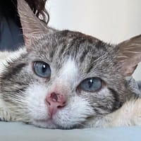 PLOUTOS, chat à adopter