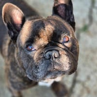 Pepsi, chien à adopter