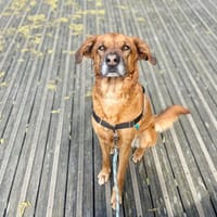 Tchooky, chien à adopter