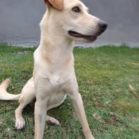Super BUDY !, chien à adopter