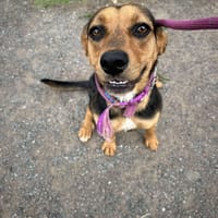 Coral, female dog to adopt
