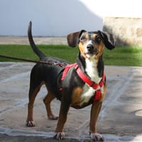 SASA, chienne à adopter