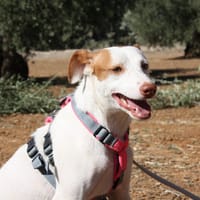 NEBULA, chienne à adopter