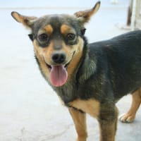 LUZ, chienne à adopter