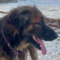 Bobby, créole tout gentil, chien à adopter