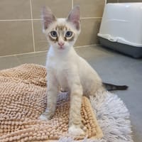 GODZILLA, chat à adopter