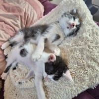 MIKO (EX KITTY), chatte à adopter