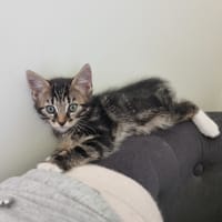 Aston de Noslon, chat à adopter