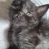 CABERNET, chat à adopter