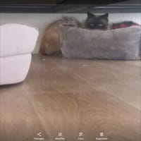 Charly, chat à adopter
