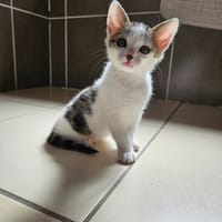 THÉO, chat à adopter