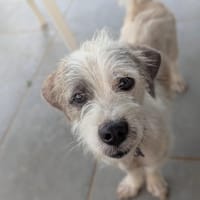 AEL, croisé griffon de Gwada, chien à adopter