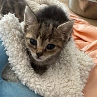 CIRCÉ, chatte à adopter
