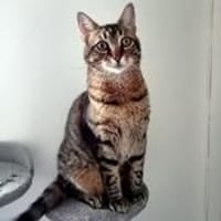 MINOU, chat à adopter