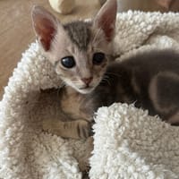 RYU, chat à adopter