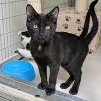 ALFIE, chat à adopter