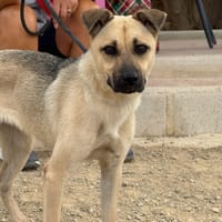 ANITA (Maria), chienne à adopter