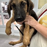 JON (Maria), chien à adopter