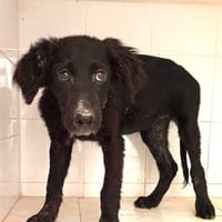 BRAVO (Maria), chien à adopter