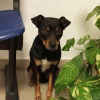SEBAS (Maria), chien à adopter